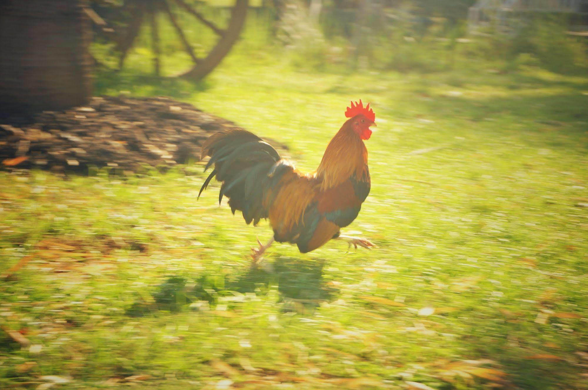 Wanlapa Farmstay Ban Khok Krathiam Εξωτερικό φωτογραφία